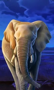 African Elephant